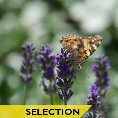 papillon selection numotheque nature et biodiversité
